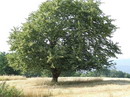 Tilia cordata